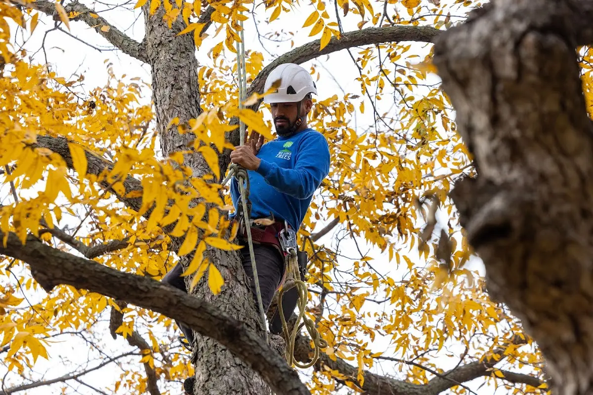 Skilled Storm Damage Cleanup crew working in Letona